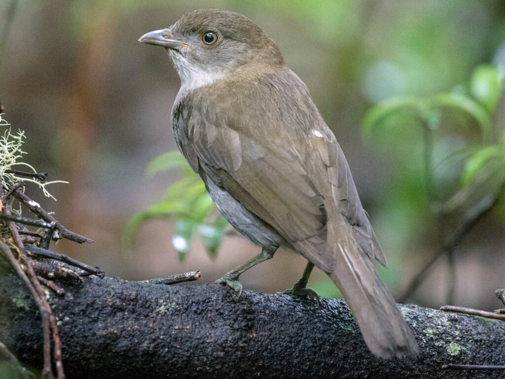 Female Golden Bowerbird