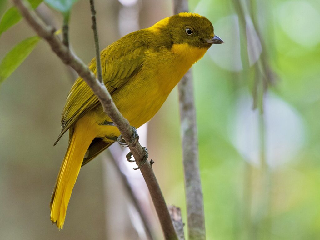 Male Golden Bowerbird