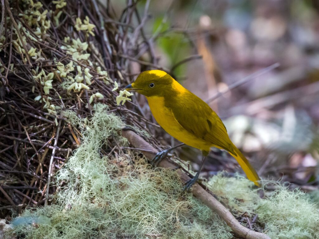 Male Golden Bowerbird