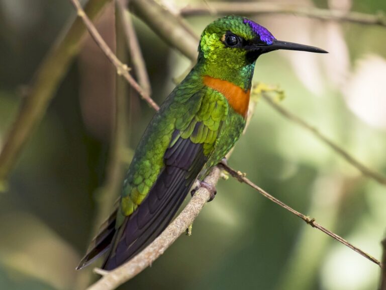 Gould’s Jewelfront