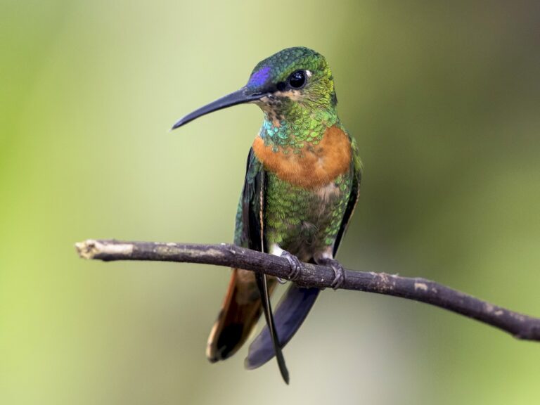 Gould’s Jewelfront