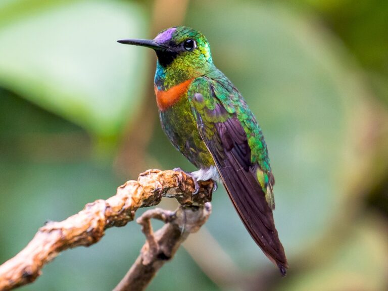 Gould’s Jewelfront