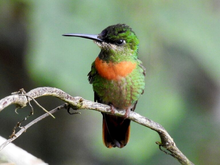 Gould’s Jewelfront