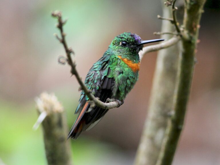 Gould’s Jewelfront