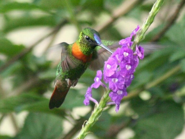 Gould’s Jewelfront