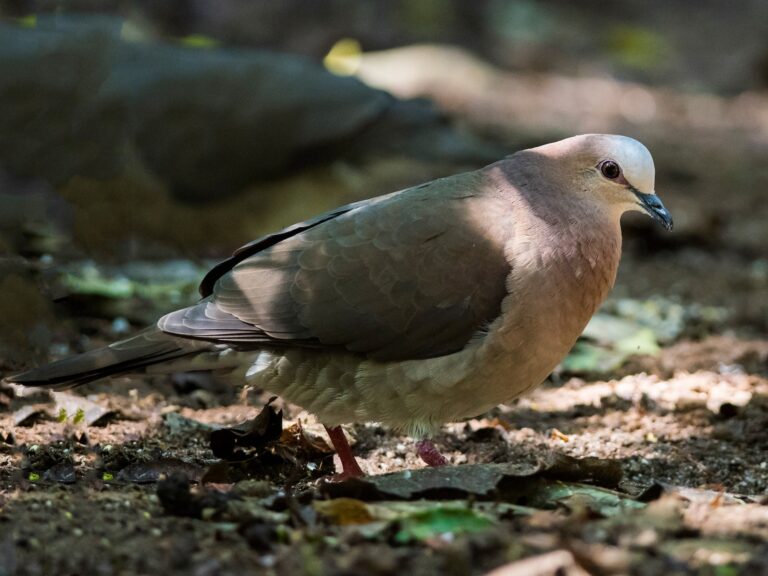 Gray-fronted Dove