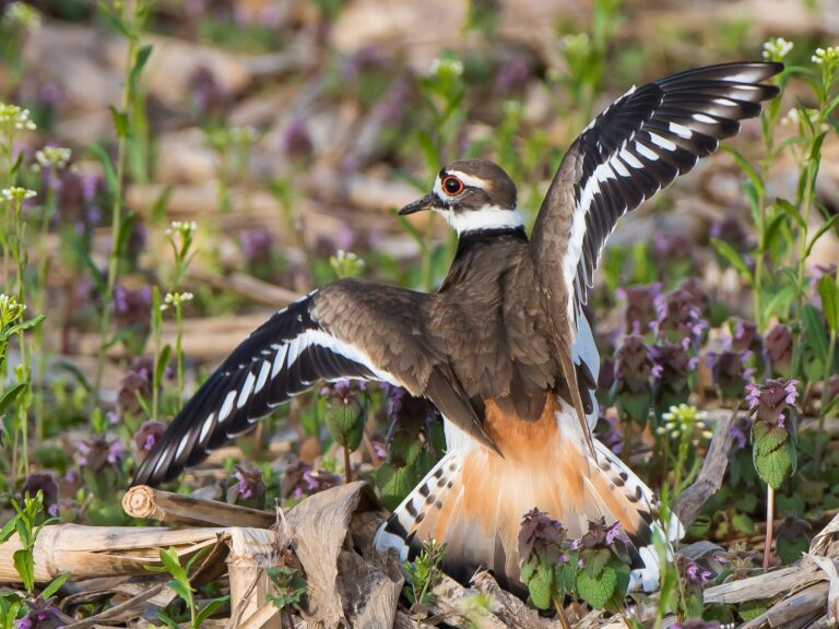 Killdeer