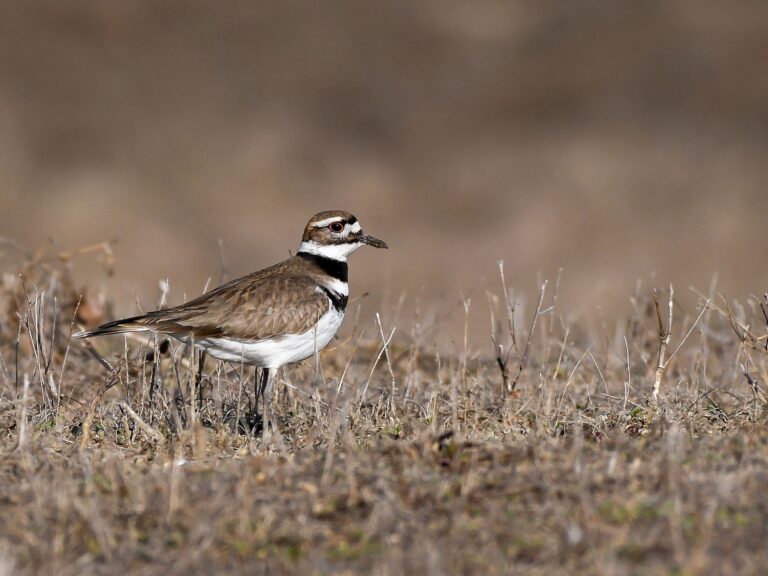 Killdeer