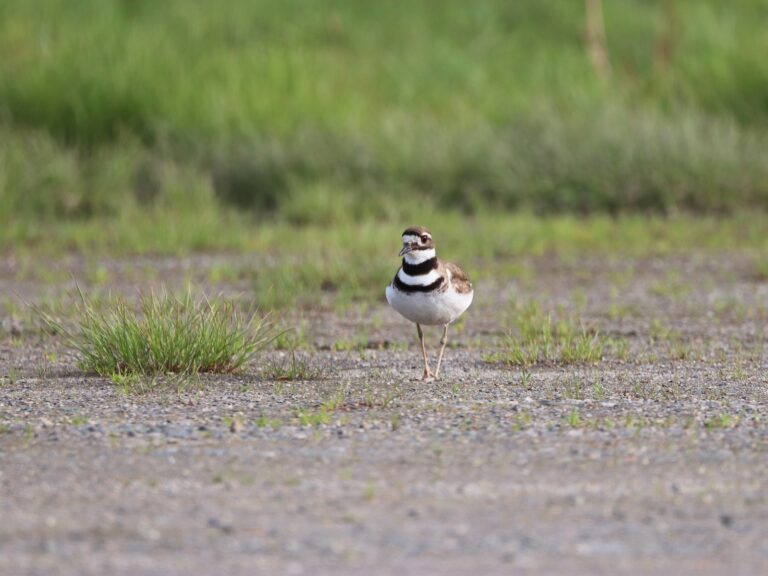Killdeer
