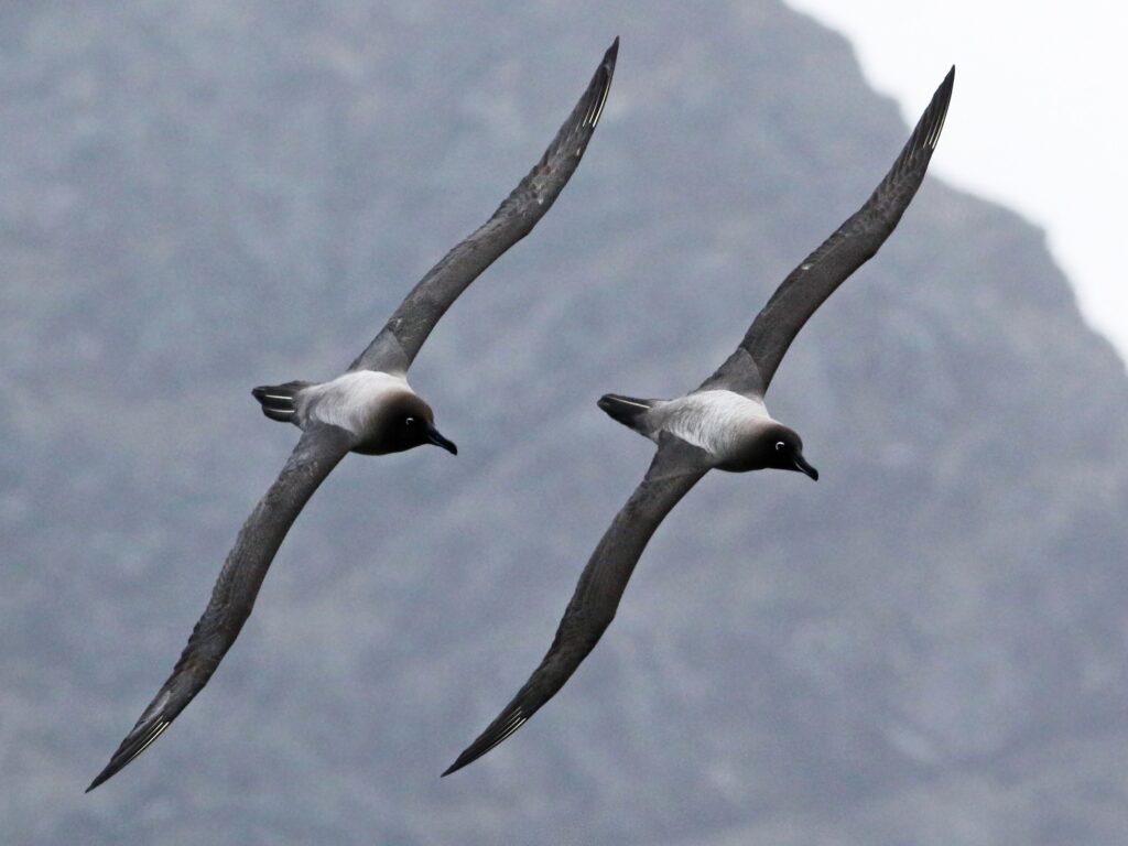 Light-mantled Albatross