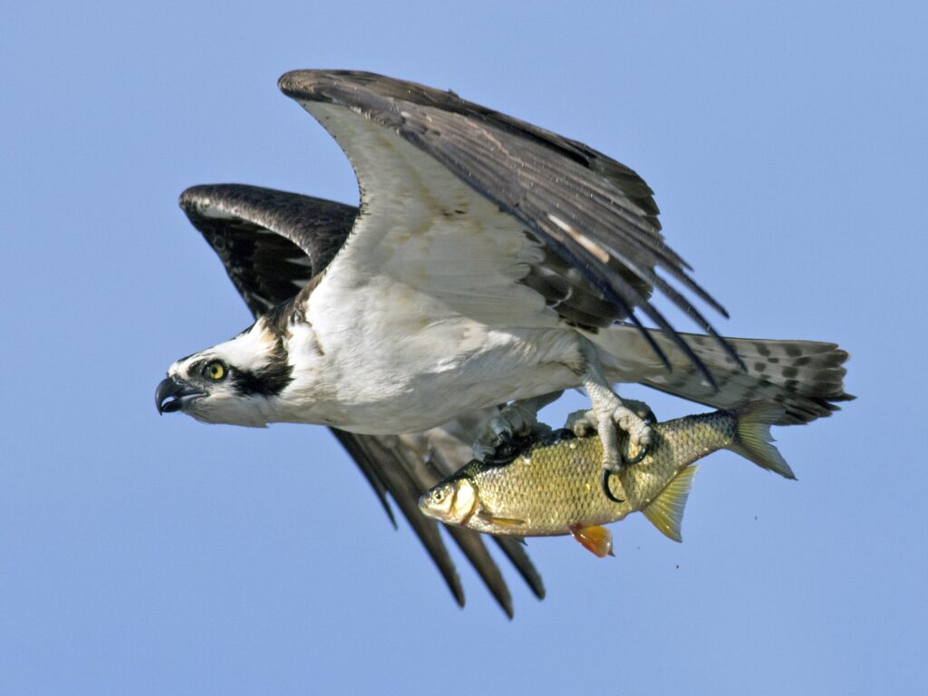 Osprey carrying a fish
