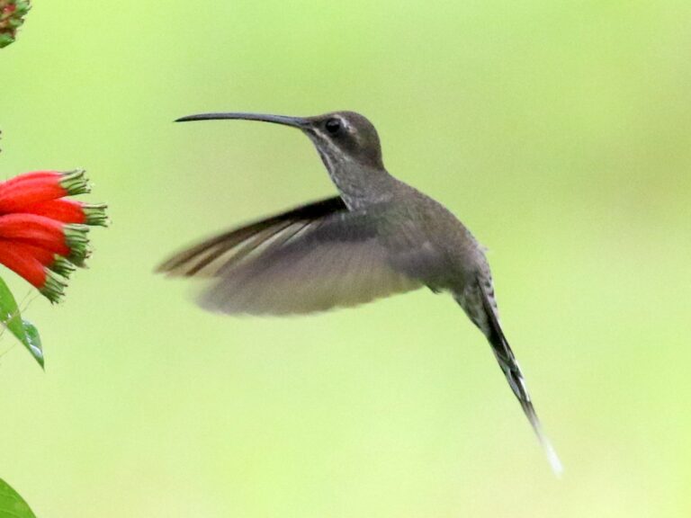 Pale-tailed Barbthroat