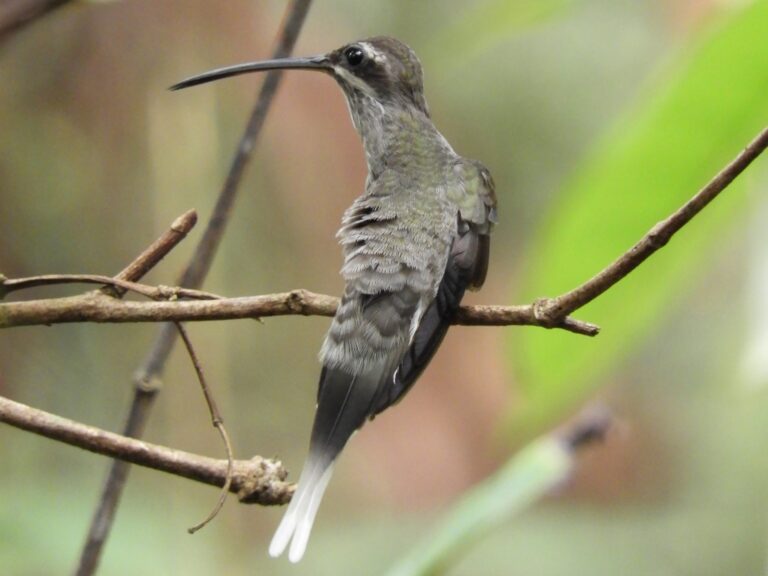 Pale-tailed Barbthroat