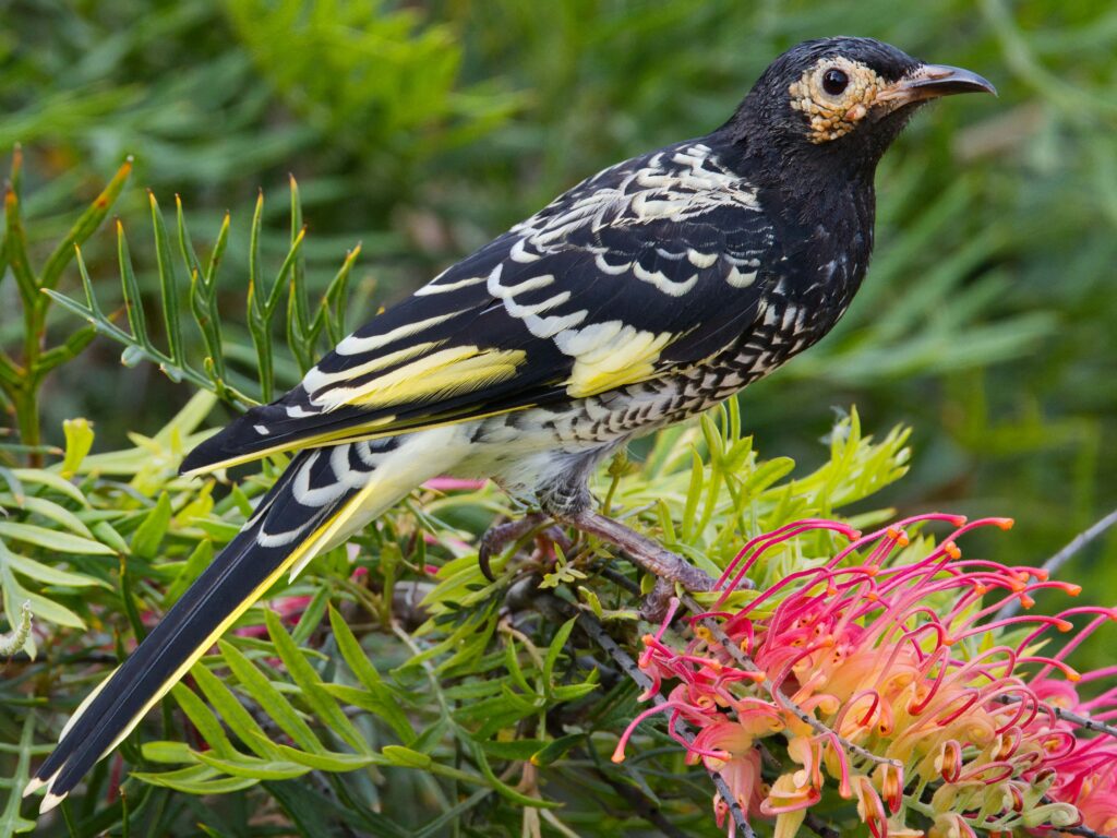 Regent Honeyeater