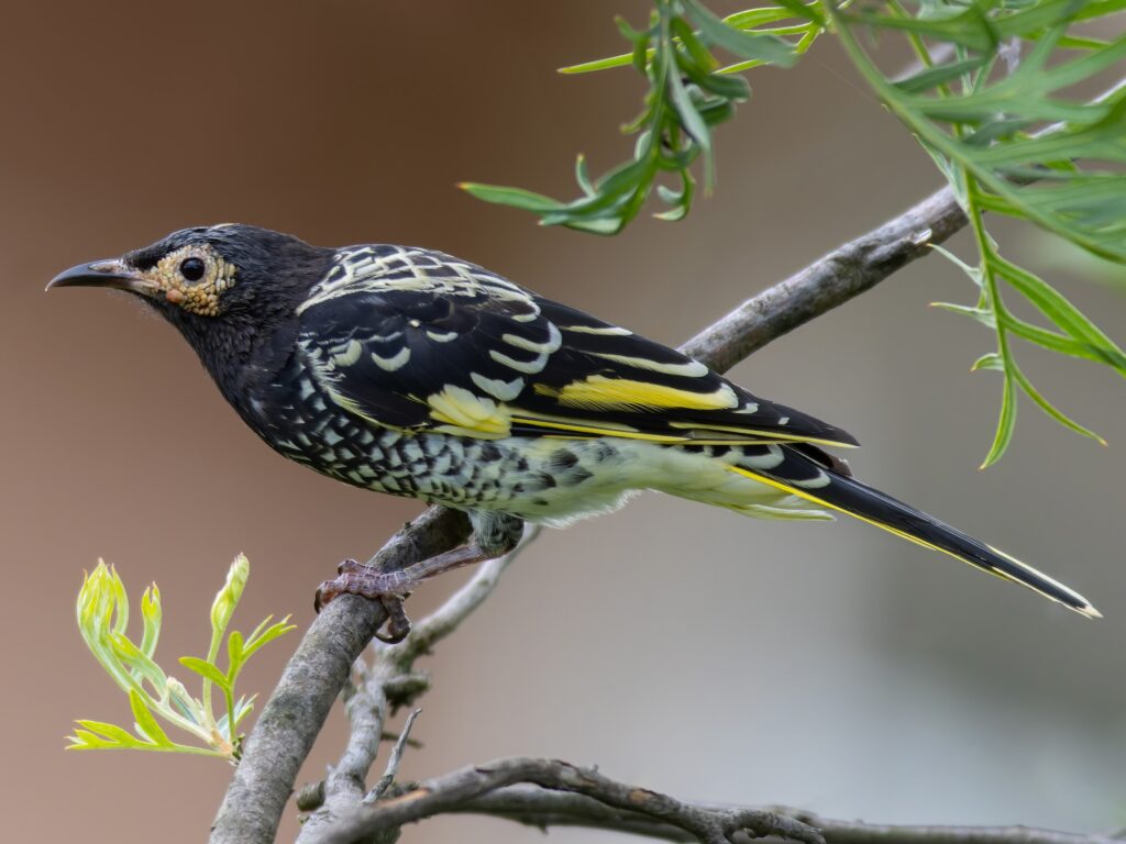 Regent Honeyeater