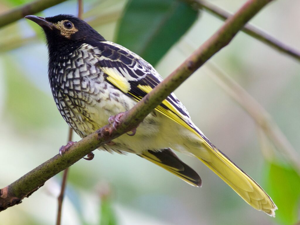 Regent Honeyeater