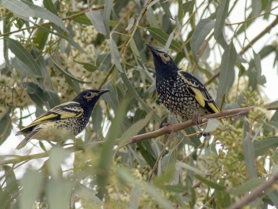 Regent Honeyeater