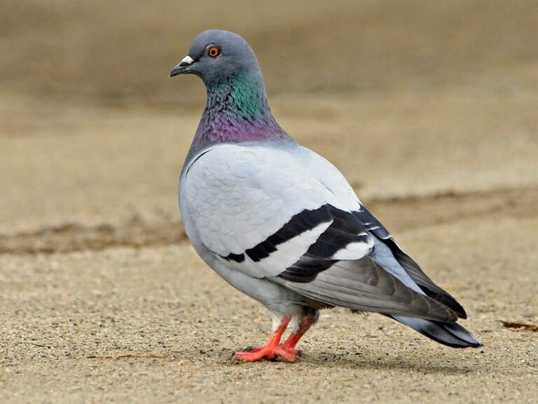 Rock Pigeon