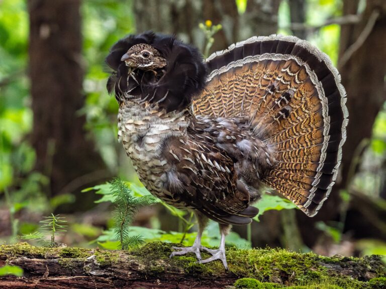 Ruffed Grouse