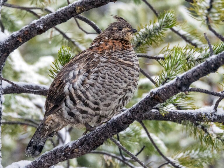 Ruffed Grouse