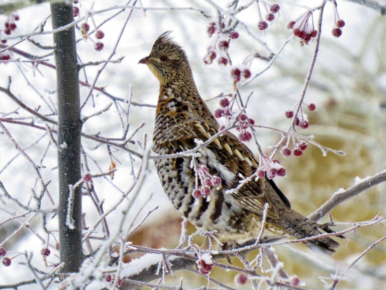 Ruffed Grouse