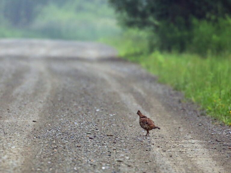 Ruffed Grouse