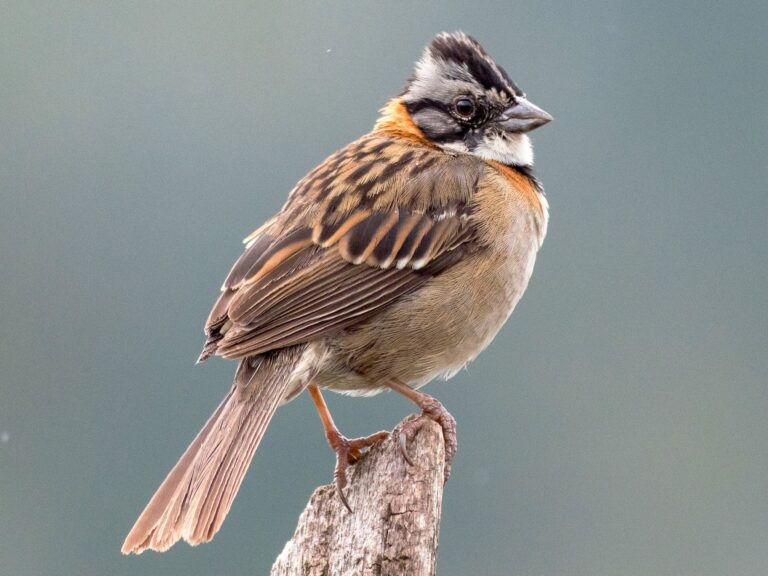 Rufous-collared Sparrow