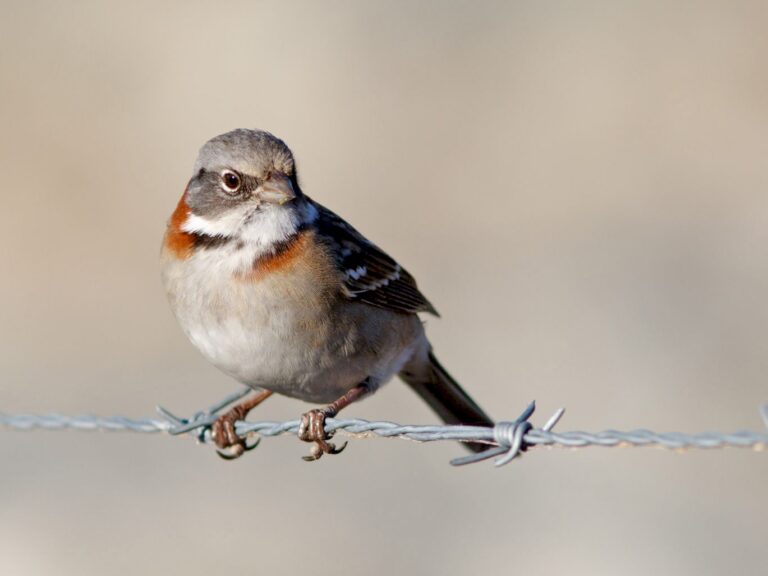 Rufous-collared Sparrow