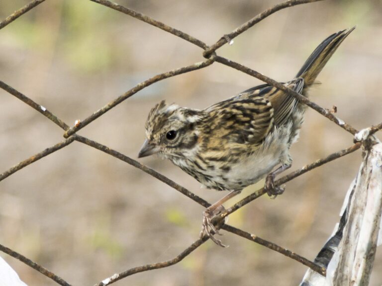 Rufous-collared Sparrow