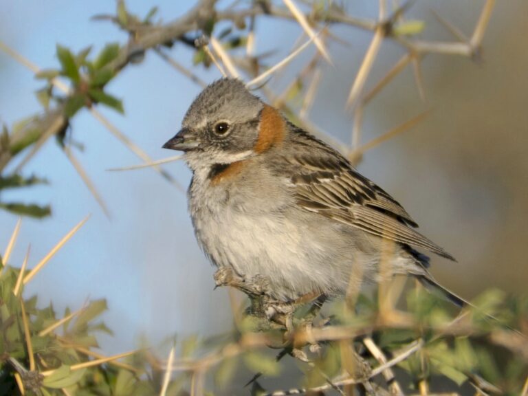 Rufous-collared Sparrow