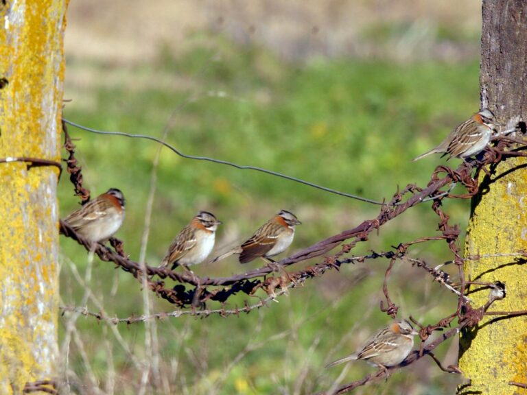 Rufous-collared Sparrow