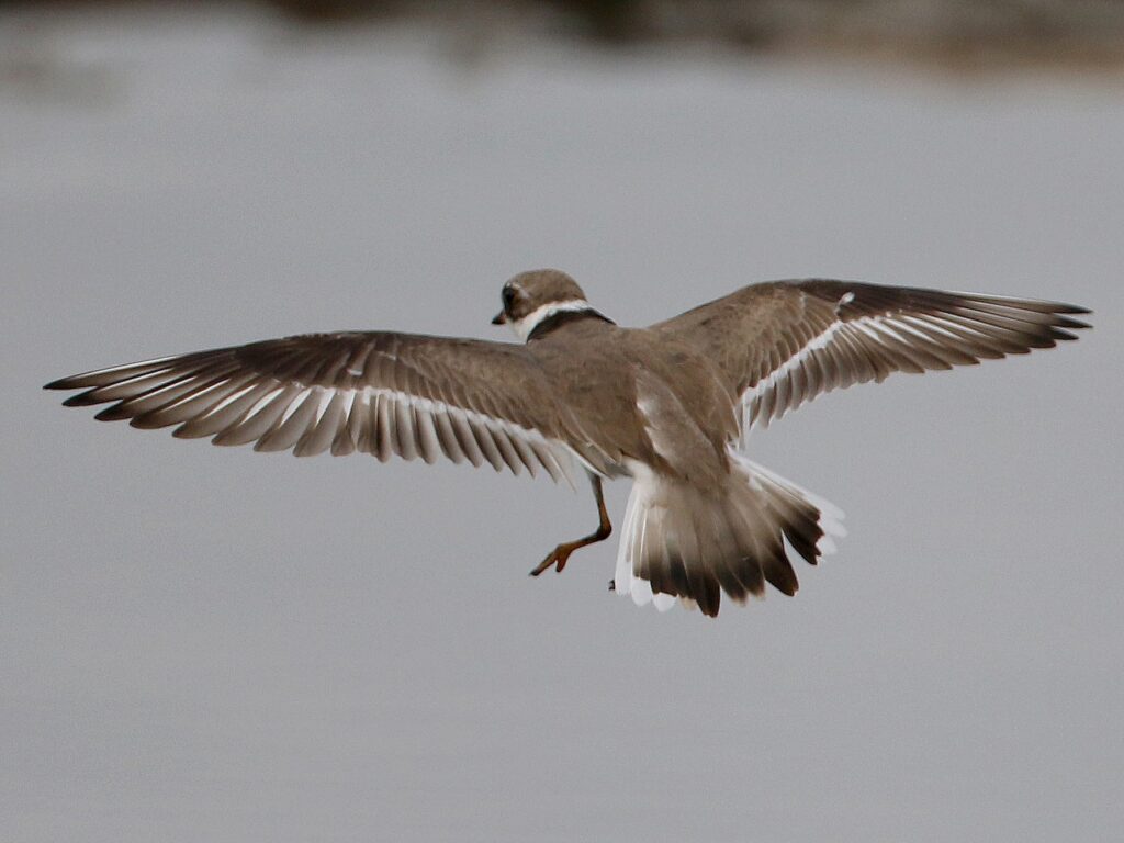 Semipalmated Plover