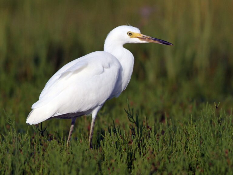 Snowy Egret