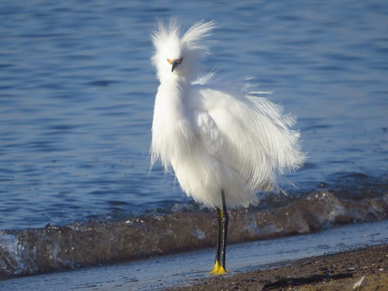 Snowy Egret