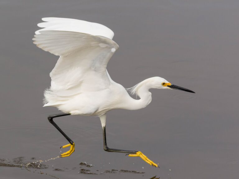 Snowy Egret