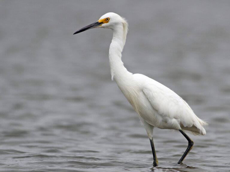 Snowy Egret