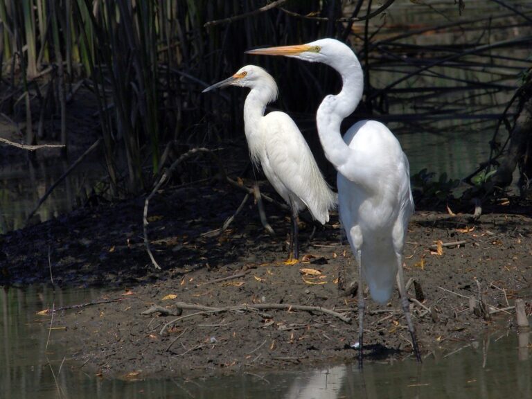 Snowy Egret