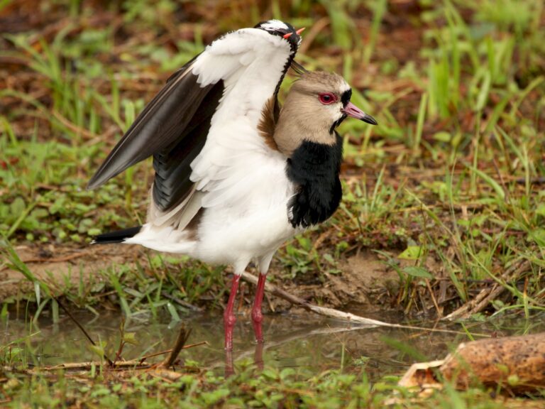 Southern Lapwing
