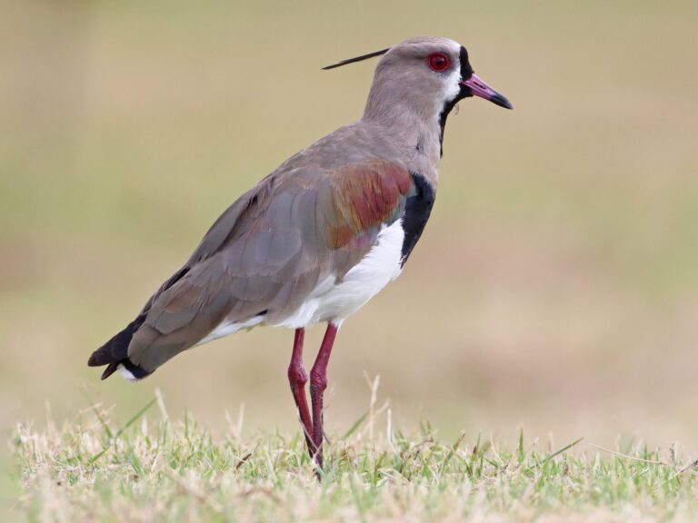 Southern Lapwing