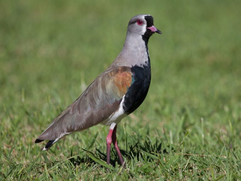 Southern Lapwing