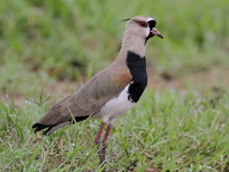 Southern Lapwing