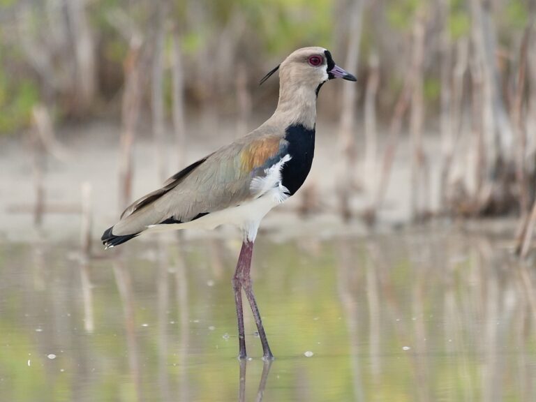 Southern Lapwing