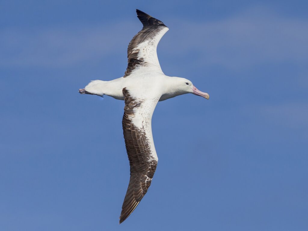 Southern Royal Albatross
