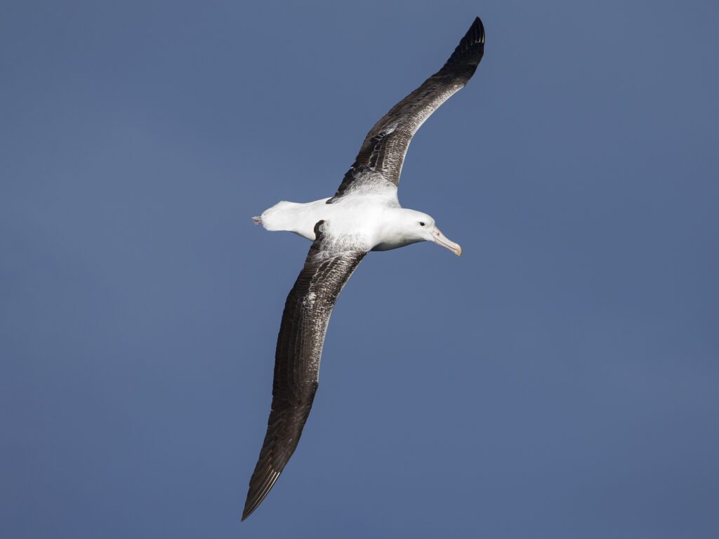 Southern Royal Albatross