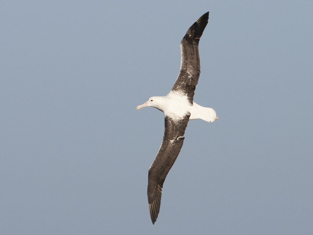 Southern Royal Albatross