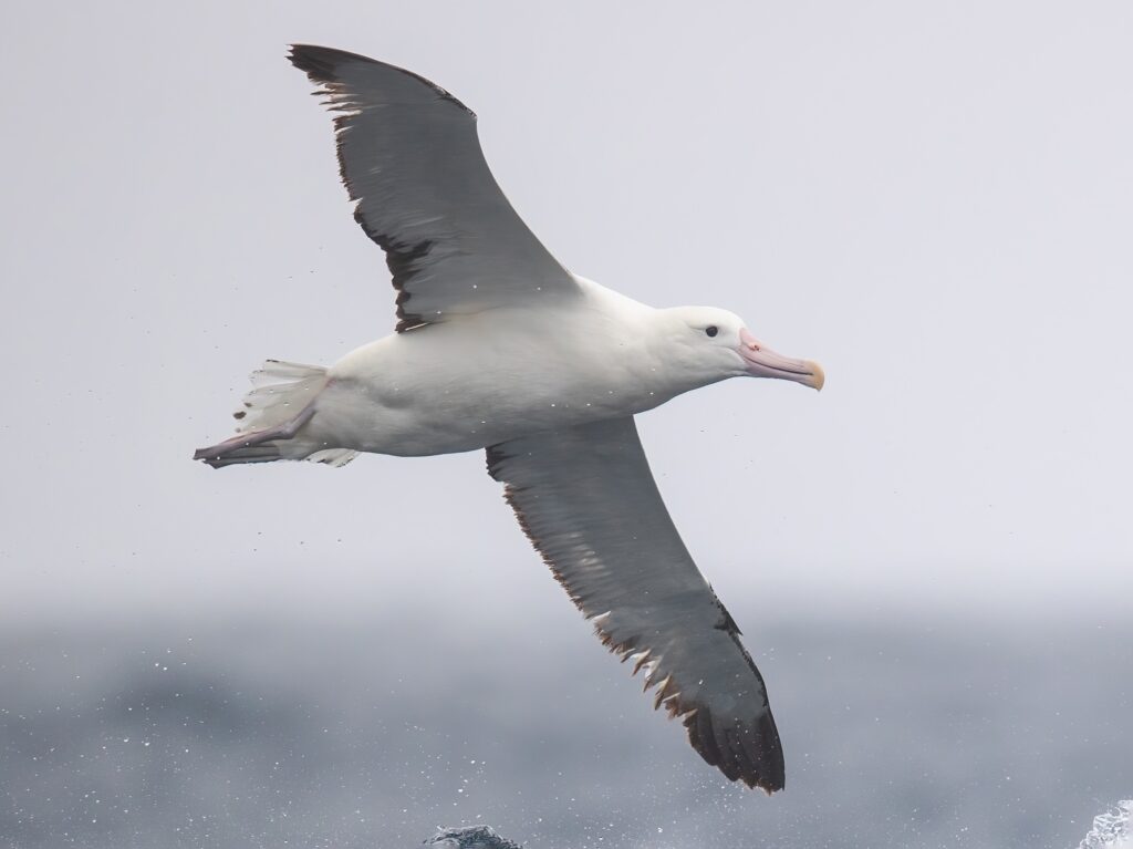Southern Royal Albatross