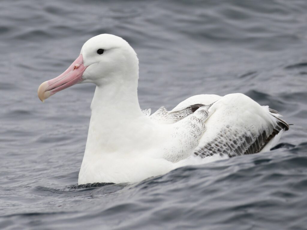 Southern Royal Albatross