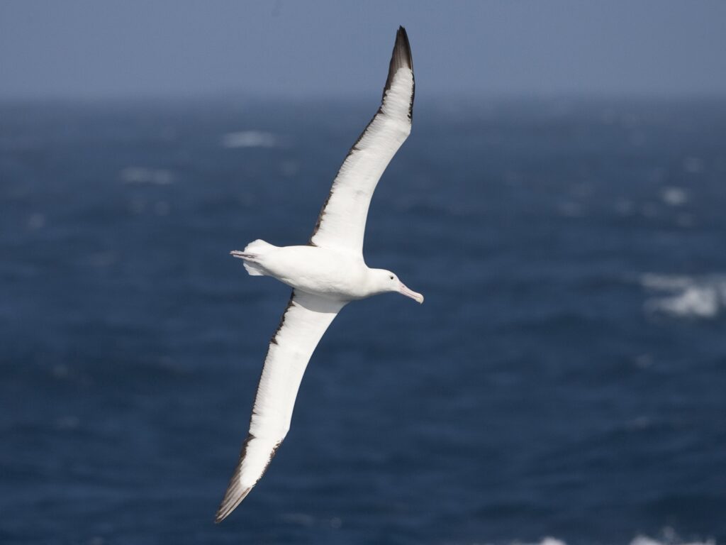 Southern Royal Albatross