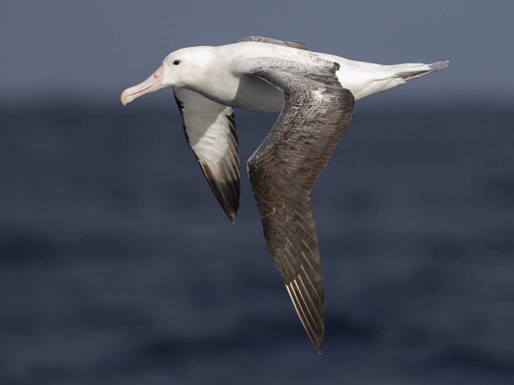 Southern Royal Albatross
