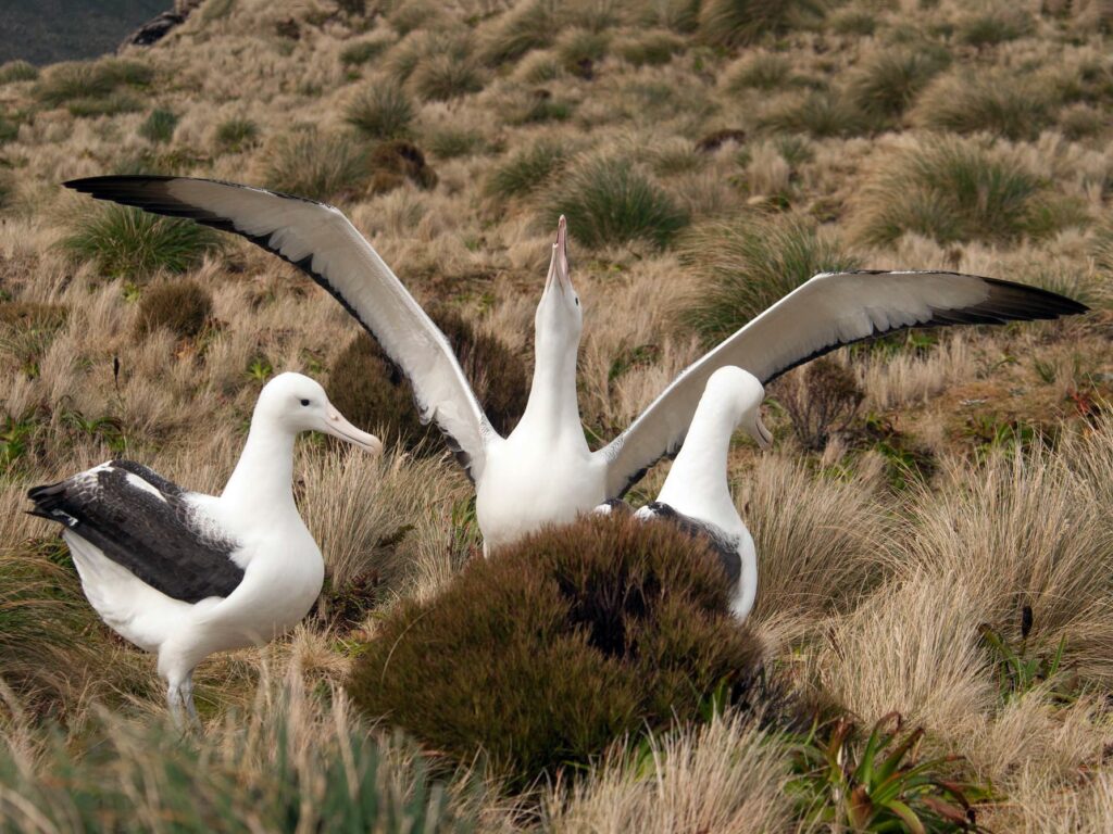 Southern Royal Albatross